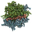 deamidated gluten peptide allergen bound in MHCII