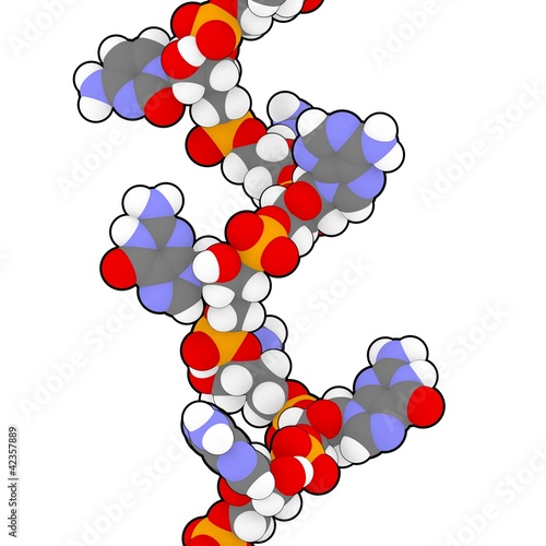 Illustration: micro RNA (mir-423-5p) molecule micro RNA (mir-423-5p) molecule