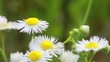 Wild Flowers - Daisy