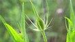 wild weed