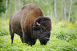 large male of american bison in national park Priokskiy