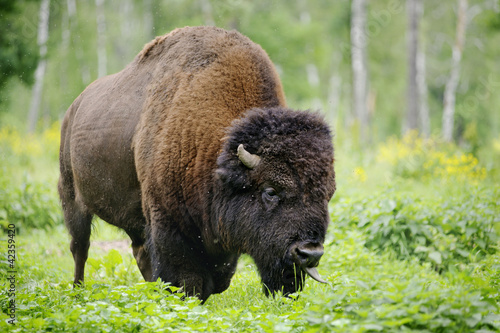 Photo: large male of american bison in national park Priokskiy large male of american bison in national park Priokskiy