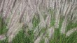 Wiese mit weichen und leichten Gras