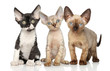 Devon-Rex kitten group on white background