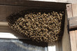 essaim d'abeilles