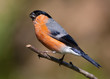 Bullfinch