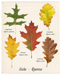 Bunte Herbstblätter Eiche