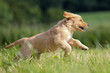 rennender Golden Retriever Welpe