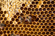 Macro shot of bees swarming on a honeycomb