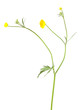 Buttercup flower, Ranunculus acris isolated on white background