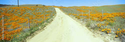 Photo: Flowers & Poppies, Antelope Valley, California Flowers & Poppies, Antelope Valley, California