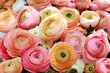 colored peonies