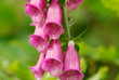 Fingerhut, digitalis