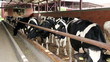 Cattle Farm