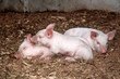 Piglets
