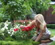 Gardening - woman cutting the rose bush in the garden
