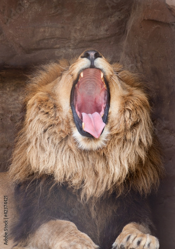Photo: Lion (Panthera Leo) yawns Lion (Panthera Leo) yawns