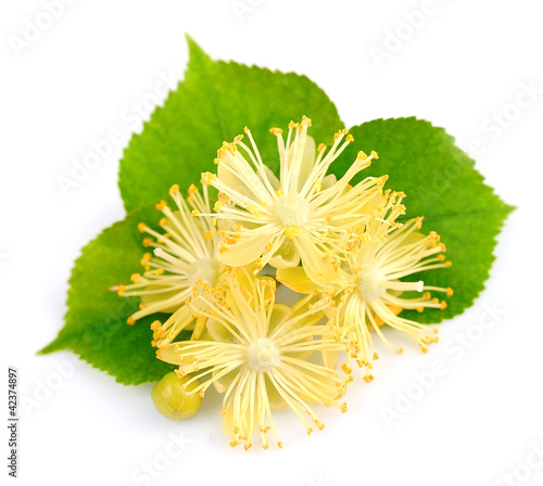 Photo: fresh lime flowers fresh lime flowers