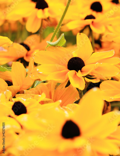Photo: black eyed susan flowers black eyed susan flowers
