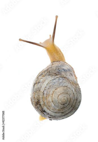 Photo: garden snail garden snail