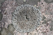 Foto: Close up of Parmelia saxatilis lichen Close up of Parmelia saxatilis lichen