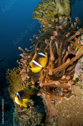 Photo: Magnificent red anemone with anemonefish Magnificent red anemone with anemonefish