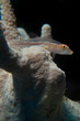 Michel's host goby (Pleurosicya micheli)