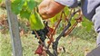 Video: Vendemmia Raccolto dell' uva Vendemmia Raccolto dell' uva