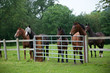 Equine Audience