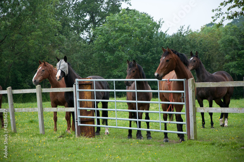 Photo: Equine Audience Equine Audience