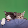 Dreamy Cats