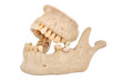 model of human jaw