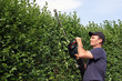 Photo: Mann mit Heckenschere, Hecke schneiden Mann mit Heckenschere, Hecke schneiden