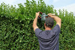 Foto: Gartenarbeit, Hecke zurückschneiden Gartenarbeit, Hecke zurückschneiden