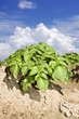 Photo: a Potato field with sky and cloud a Potato field with sky and cloud