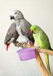 Beautiful green and grey parrots