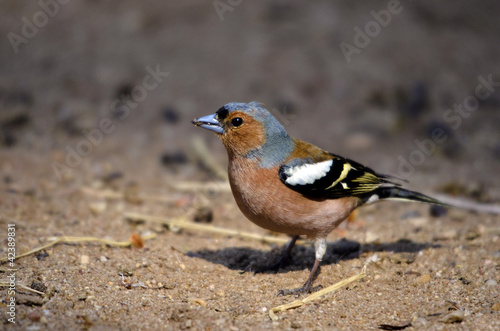 Photo: Chaffinch on the ground Chaffinch on the ground