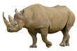Closeup of Black Rhinoceros (Diceros bicornis) walking
