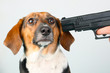 Small Dog Menaced by a Large Handgun