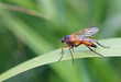 Rhagionidae