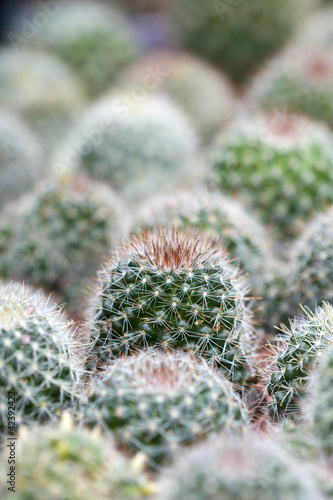 Photo: cactus cactus