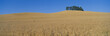 Wheat Fields, S.E. Washington