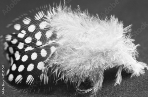 Photo : feather bird feather bird