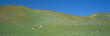 California Poppies and Wildflowers, near Gorman, California