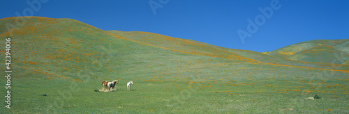 Photo: California Poppies and Wildflowers, near Gorman, California California Poppies and Wildflowers, near Gorman, California