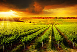 Stunning Vineyard Sunset - Fine Art prints