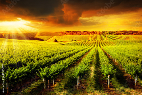 Photo: Stunning Vineyard Sunset Stunning Vineyard Sunset