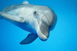 Dolphin under water