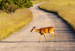 Photo: White tailed deer feeds at Big Meadow White tailed deer feeds at Big Meadow
