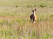 White tailed deer feeds at Big Meadow
